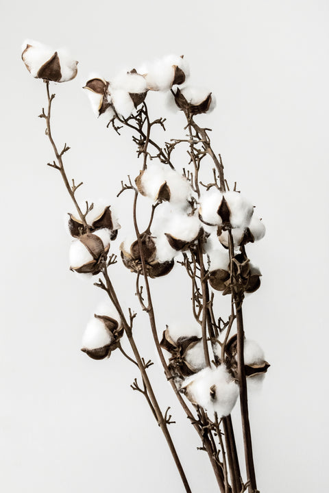 Cotton Seeds